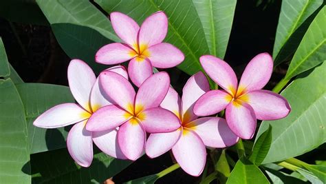 PLUMERIA 